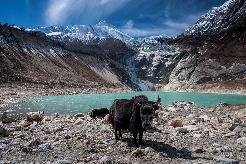 Manaslu Conservation Area Project