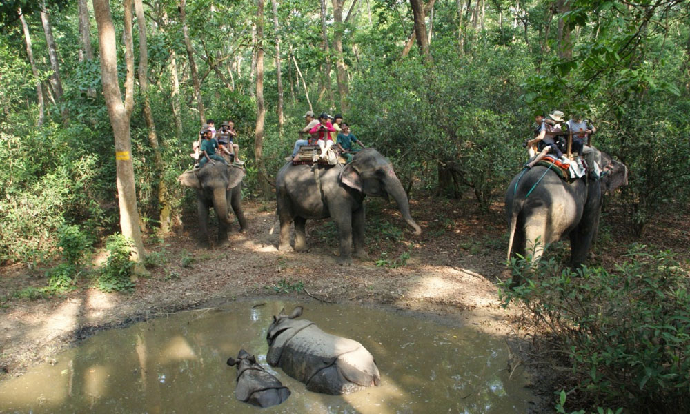 jungle safari nepal