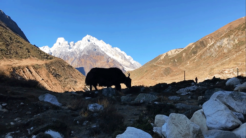 manaslu base camp trek