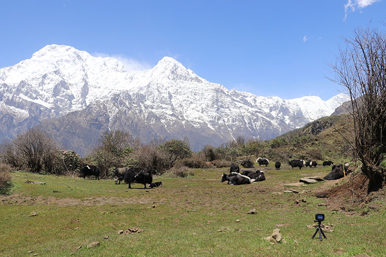 mardi himal trek picture