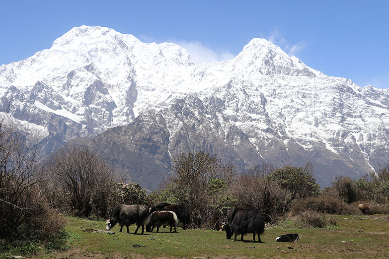 mardi himal trek