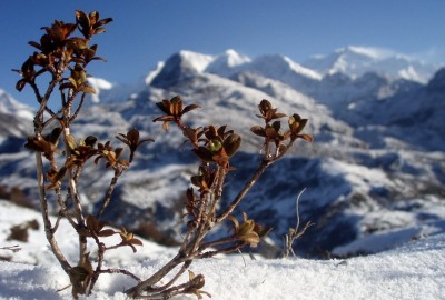 kanchenjunga trek