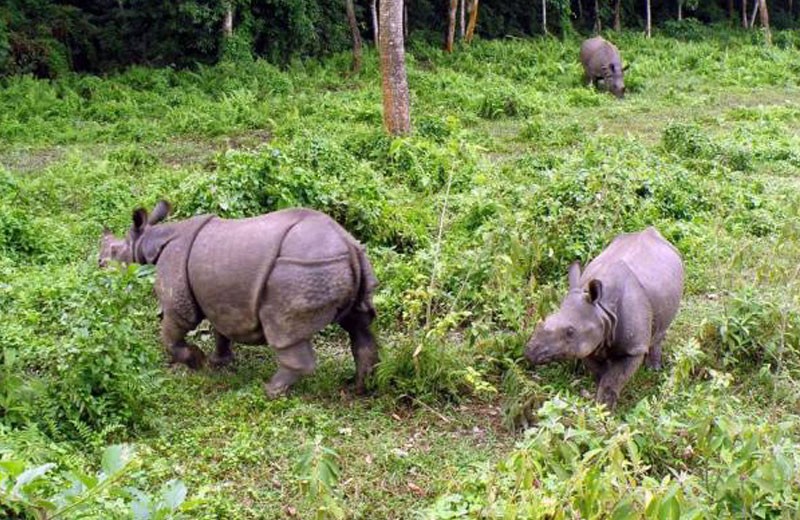 junle safari in nepal