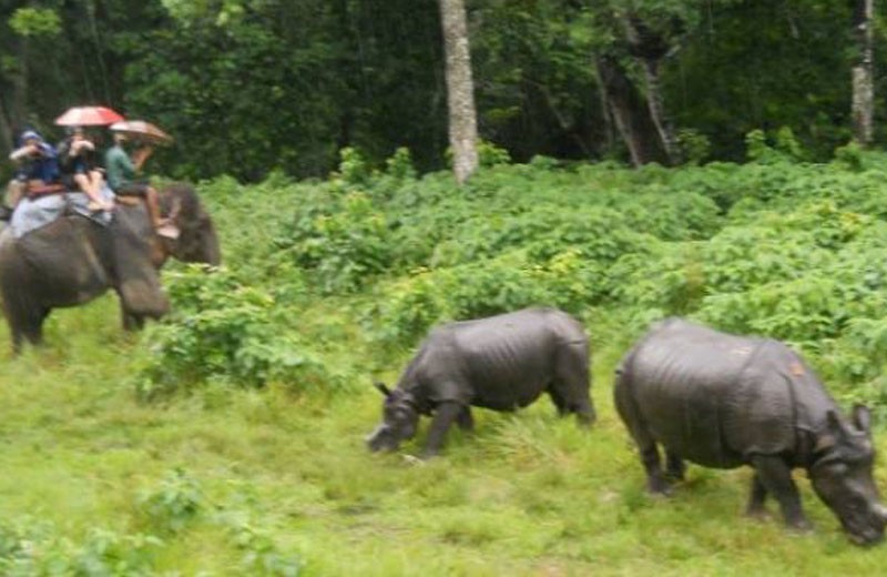 jungle safari in nepal