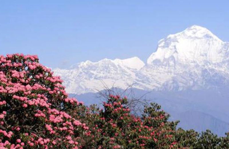 Dhaulagiri Expedition